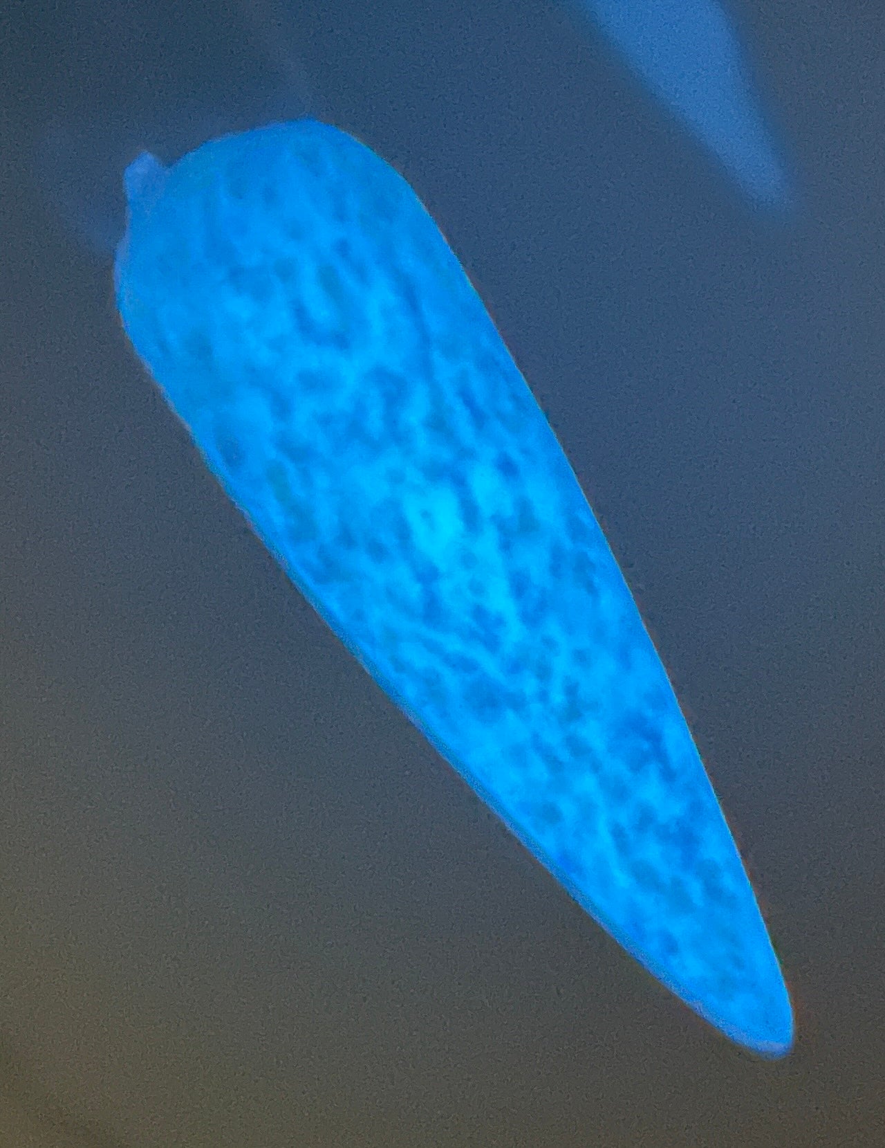 Frigid - Glows Blue - #495